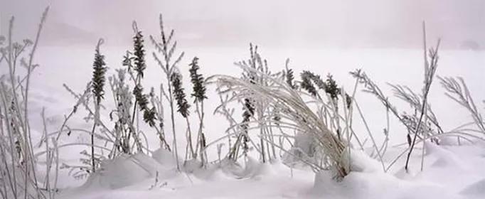 雪花像什么的比喻句有哪些？（快来收藏吧）(图1)