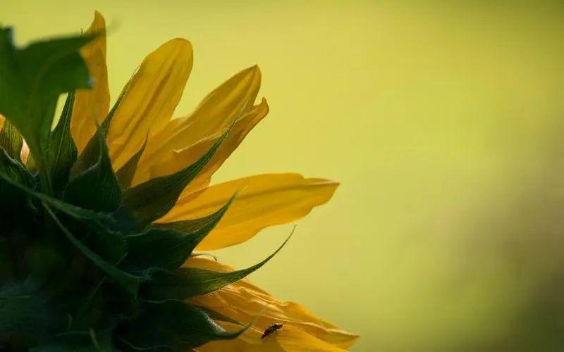 高情商让情人心疼的话：情话入心，感动相伴(图2)