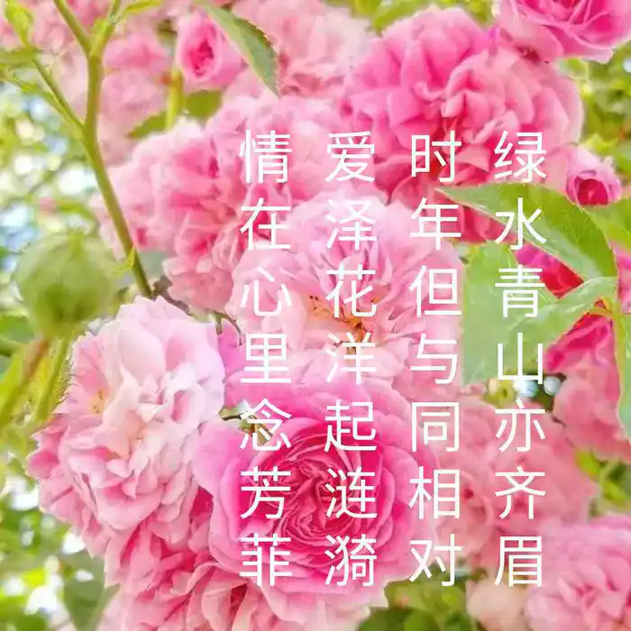 痴情笔墨囚心语，互诉衷肠把爱留(图1)