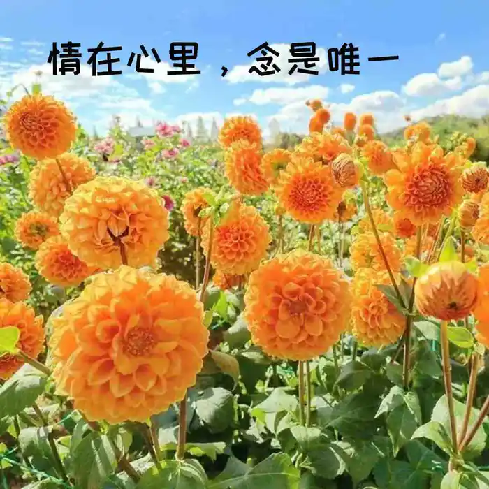 痴情笔墨囚心语，互诉衷肠把爱留(图4)