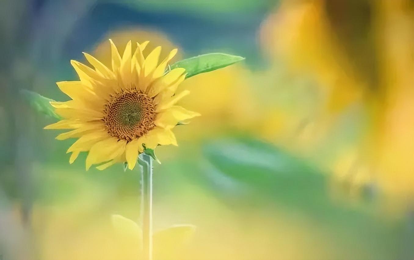 爱的绚烂誓言：世上最浪漫的25句情话(图2)