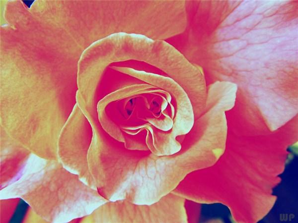 早上好！简单干净的爱情说说句子，句句刺心(图1)