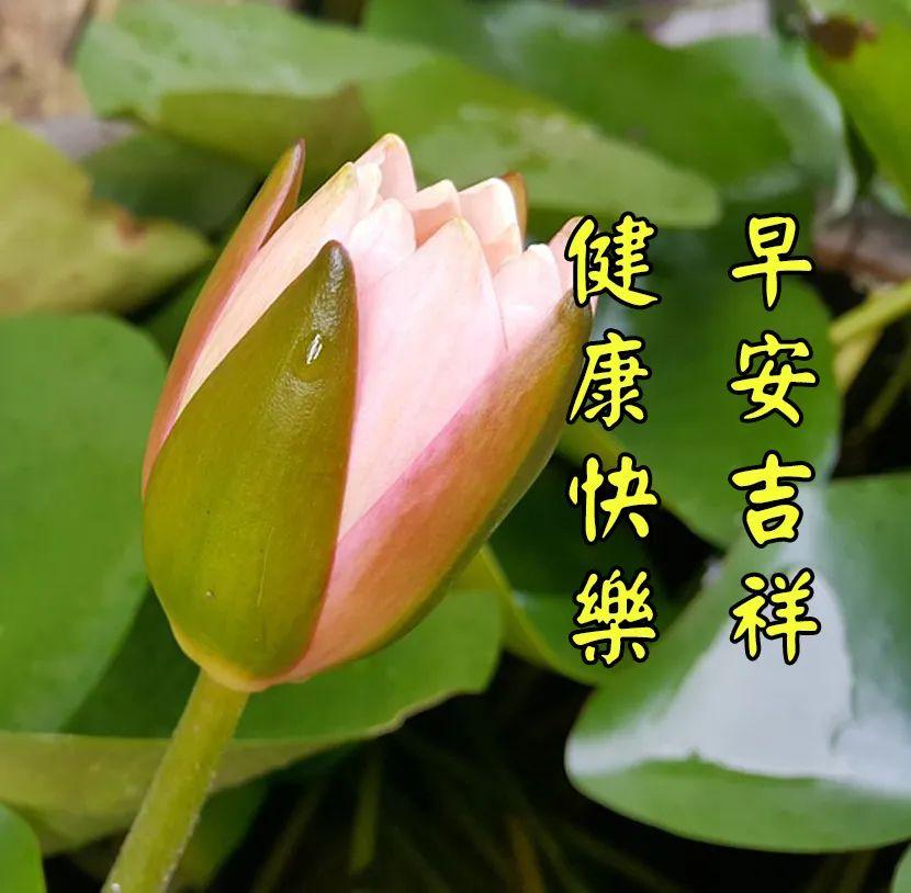 传递正能量的早安励志语句，很美的早上好问候祝福图片带字(图3)