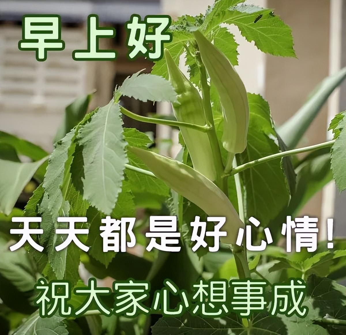 传递正能量的早安励志语句，很美的早上好问候祝福图片带字(图6)