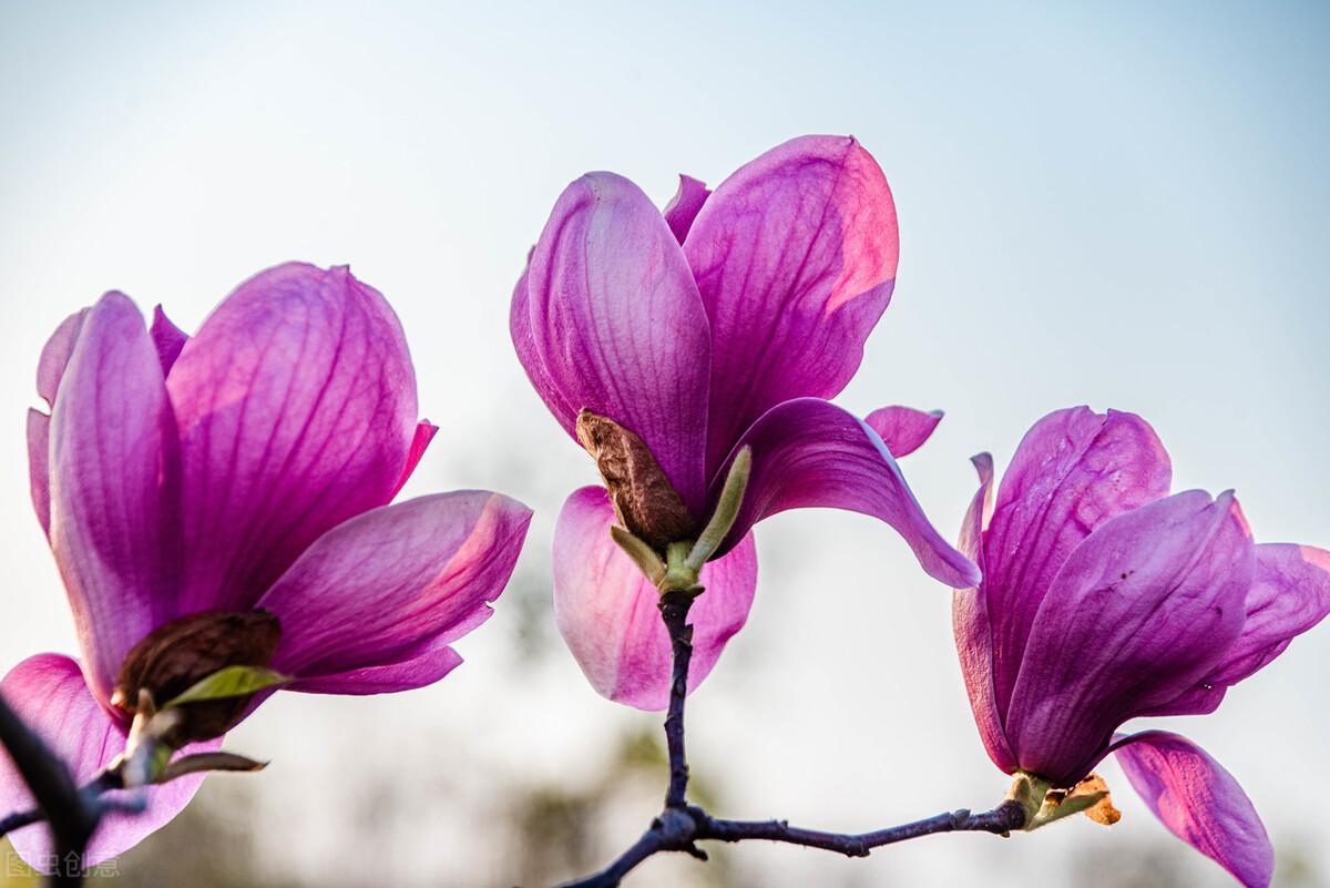 高分作文：超越自我(图2)