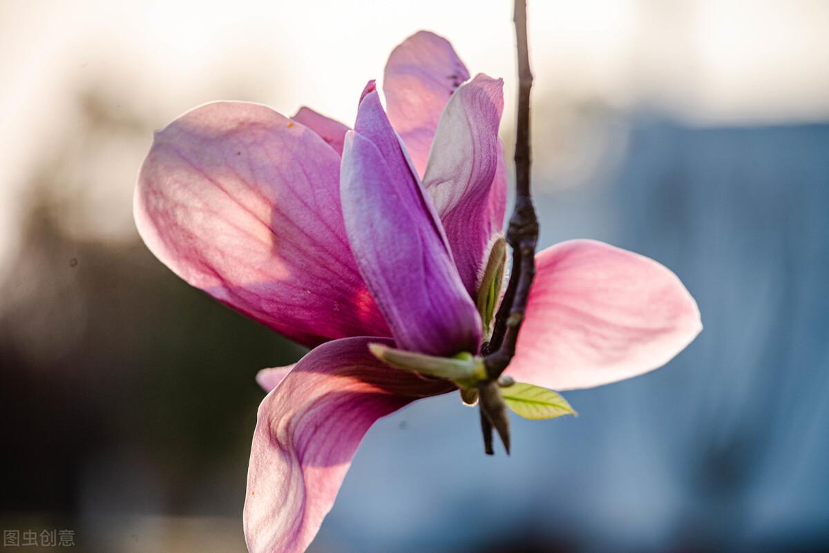 高分作文：超越自我(图3)