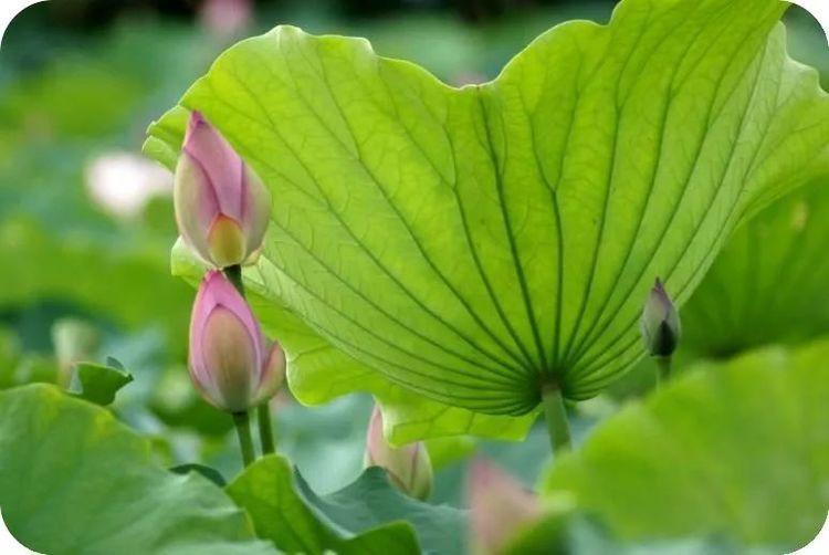 遇方便时行方便，得饶人处且饶人(图1)