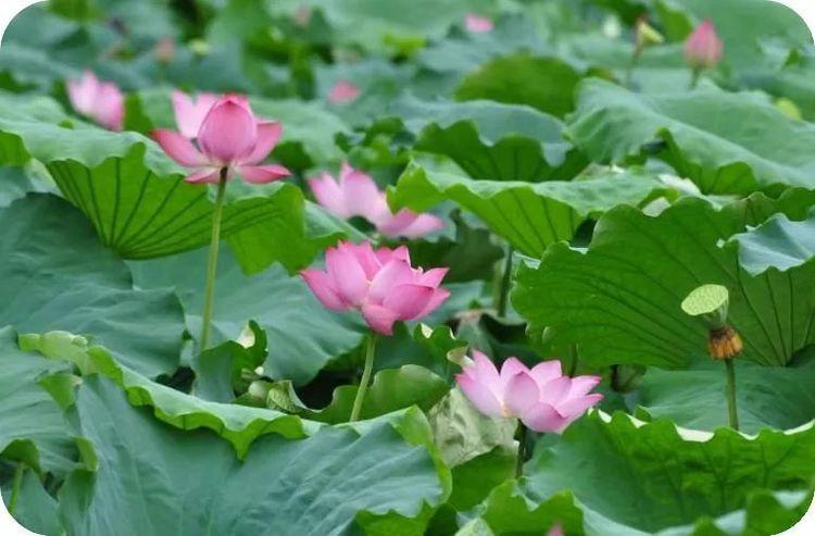 遇方便时行方便，得饶人处且饶人(图3)