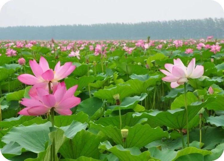 遇方便时行方便，得饶人处且饶人(图4)