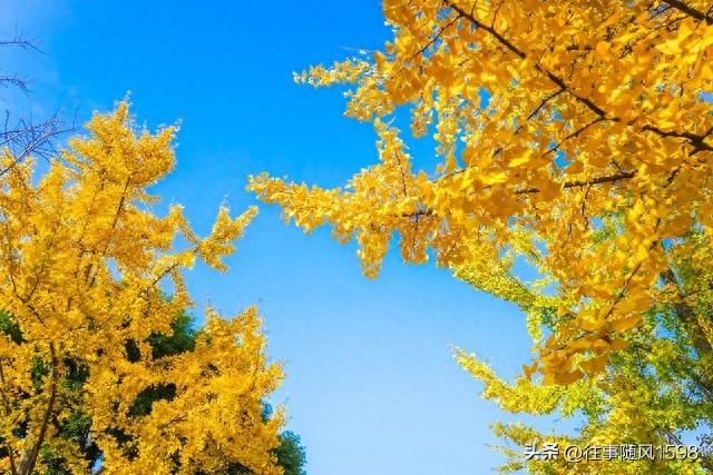 人间满目皆清欢 唯有银杏不负秋(图1)