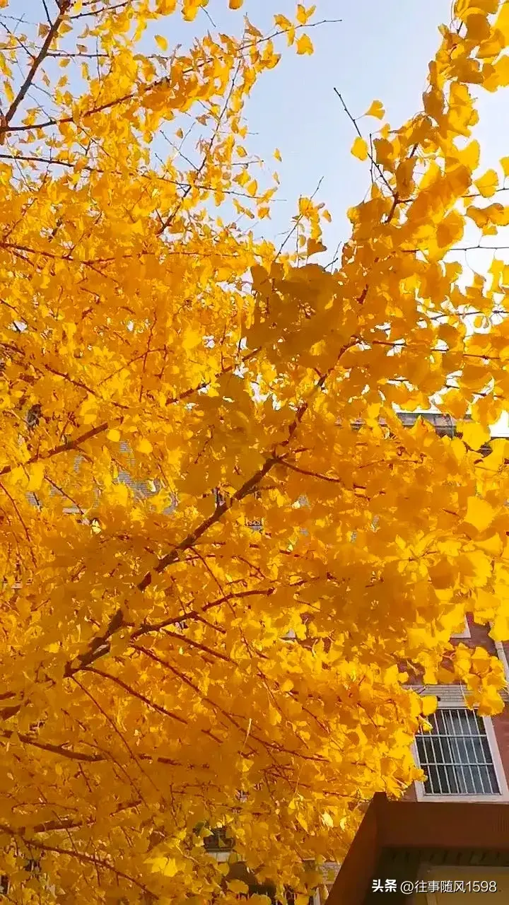 人间满目皆清欢 唯有银杏不负秋(图2)
