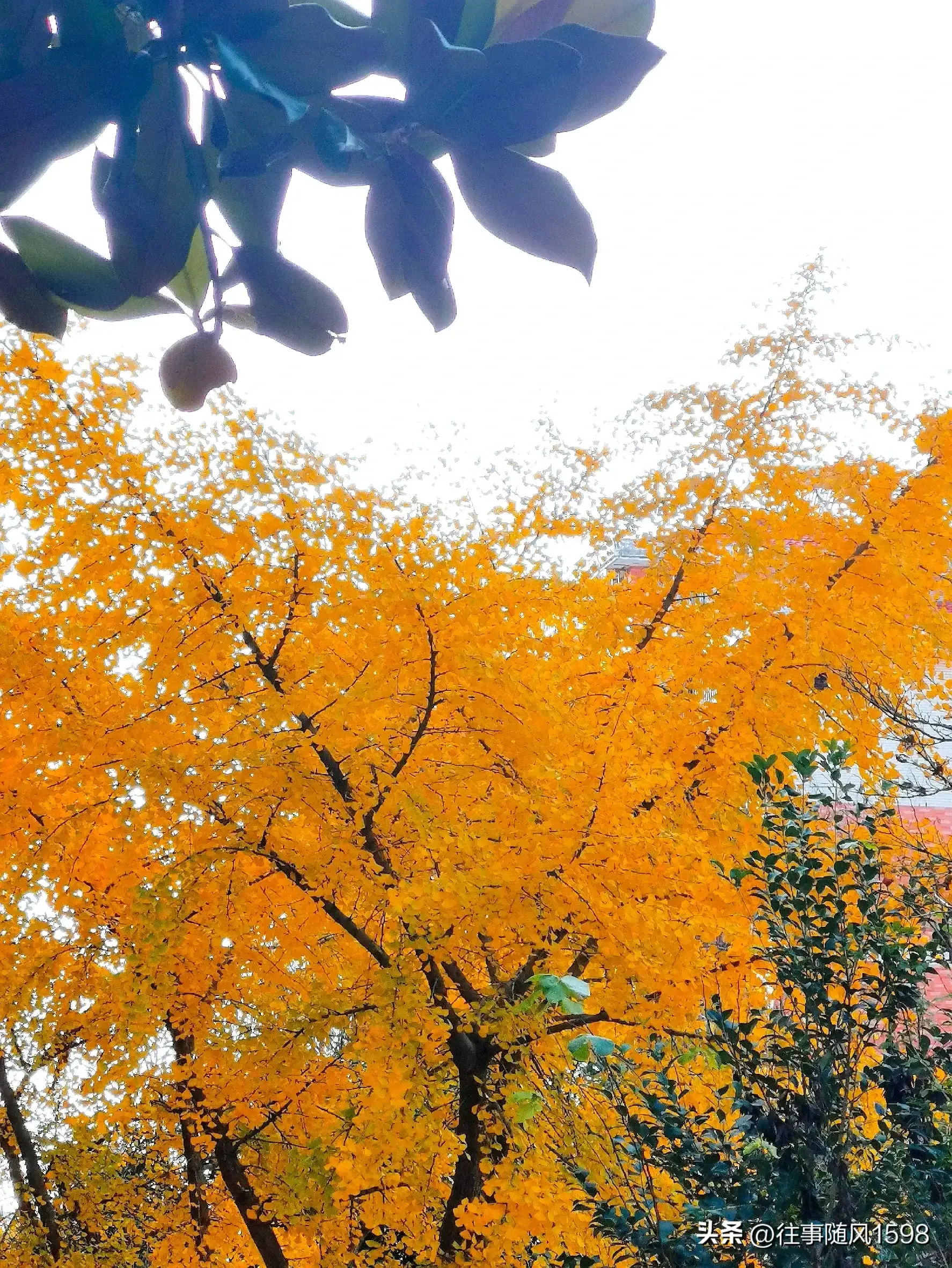 人间满目皆清欢 唯有银杏不负秋(图3)