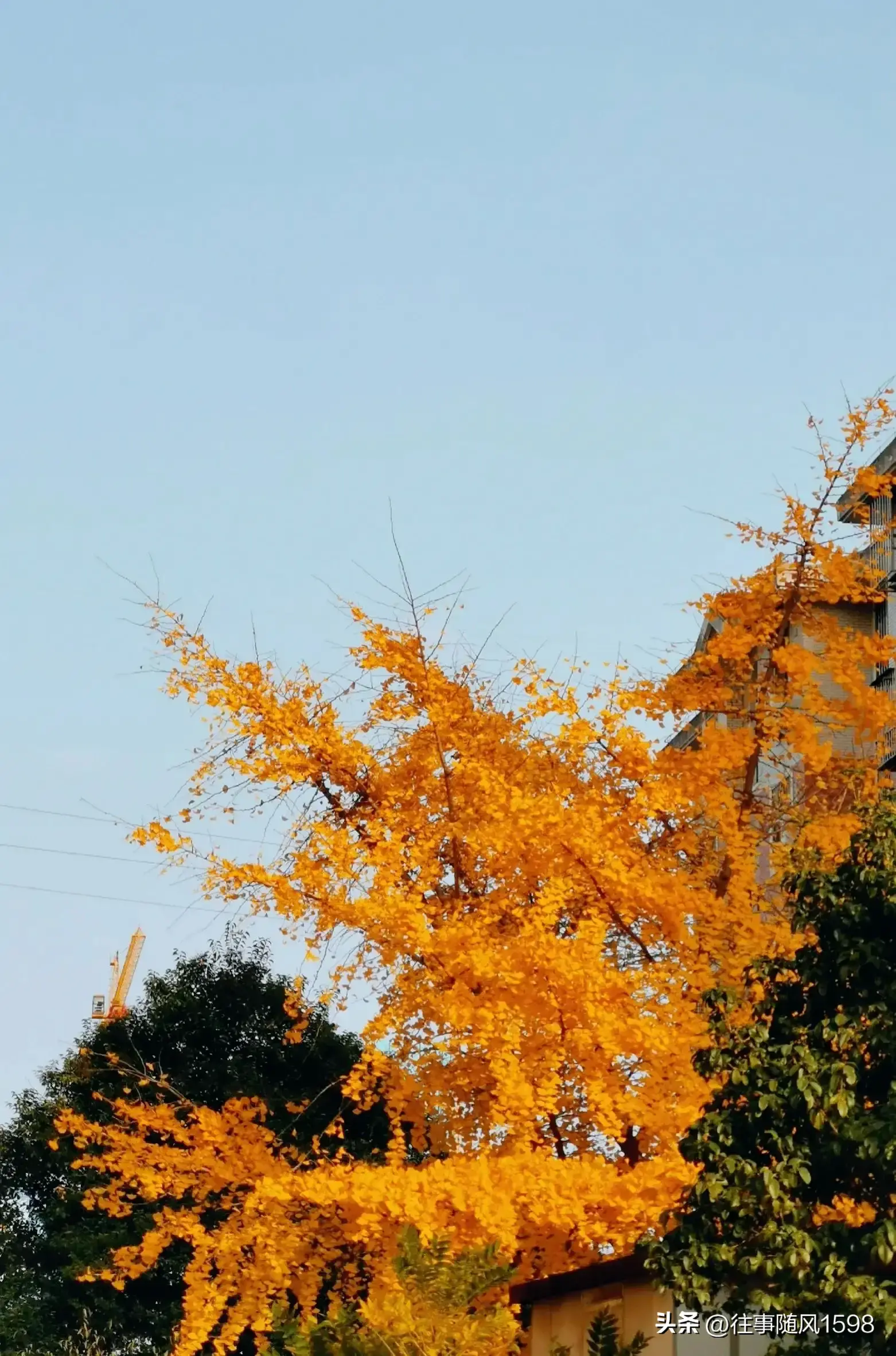 人间满目皆清欢 唯有银杏不负秋(图5)