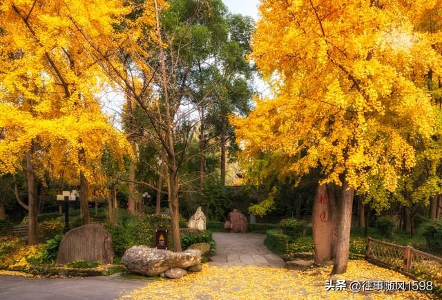 人间满目皆清欢 唯有银杏不负秋(图7)