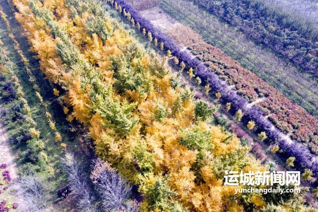 唯有银杏不负秋 如画三管任君游！(图1)