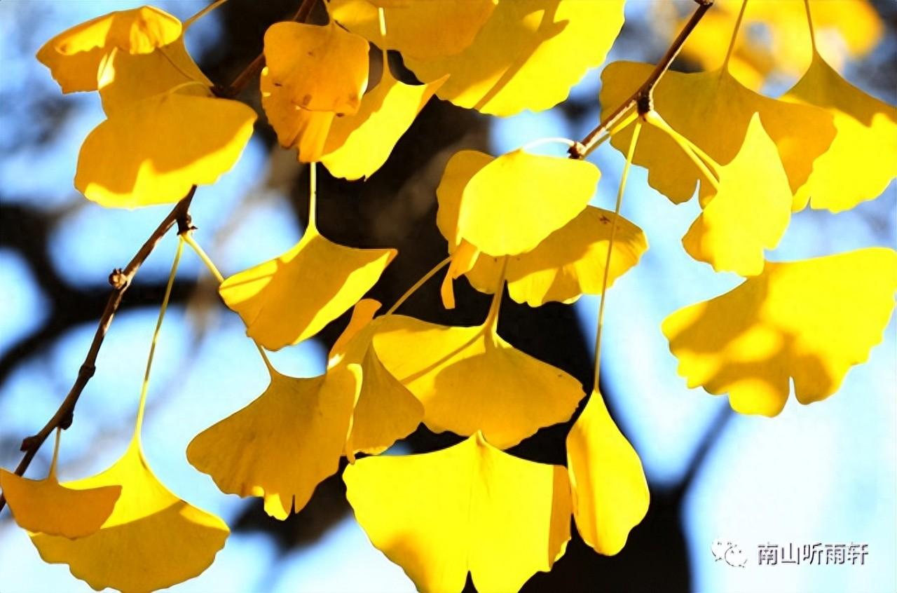 十五首有关银杏的诗词，每一首都是一幅绝美画卷，犹如冬日的童话(图1)