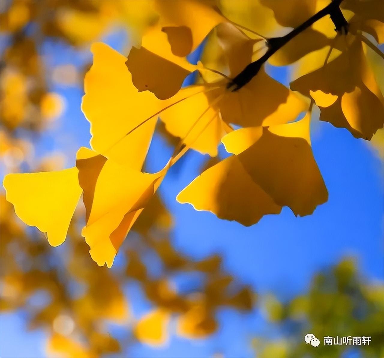 十五首有关银杏的诗词，每一首都是一幅绝美画卷，犹如冬日的童话(图2)