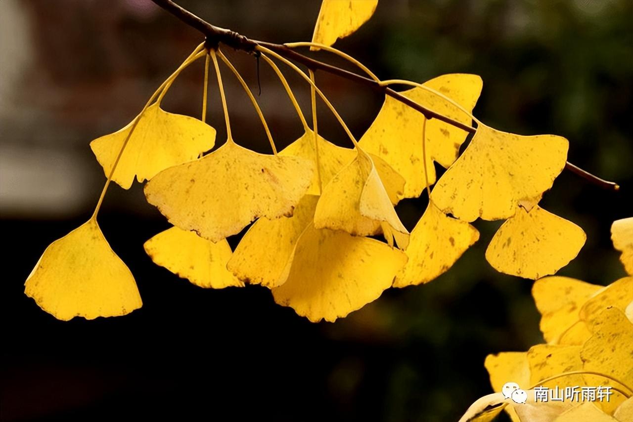 十五首有关银杏的诗词，每一首都是一幅绝美画卷，犹如冬日的童话(图3)