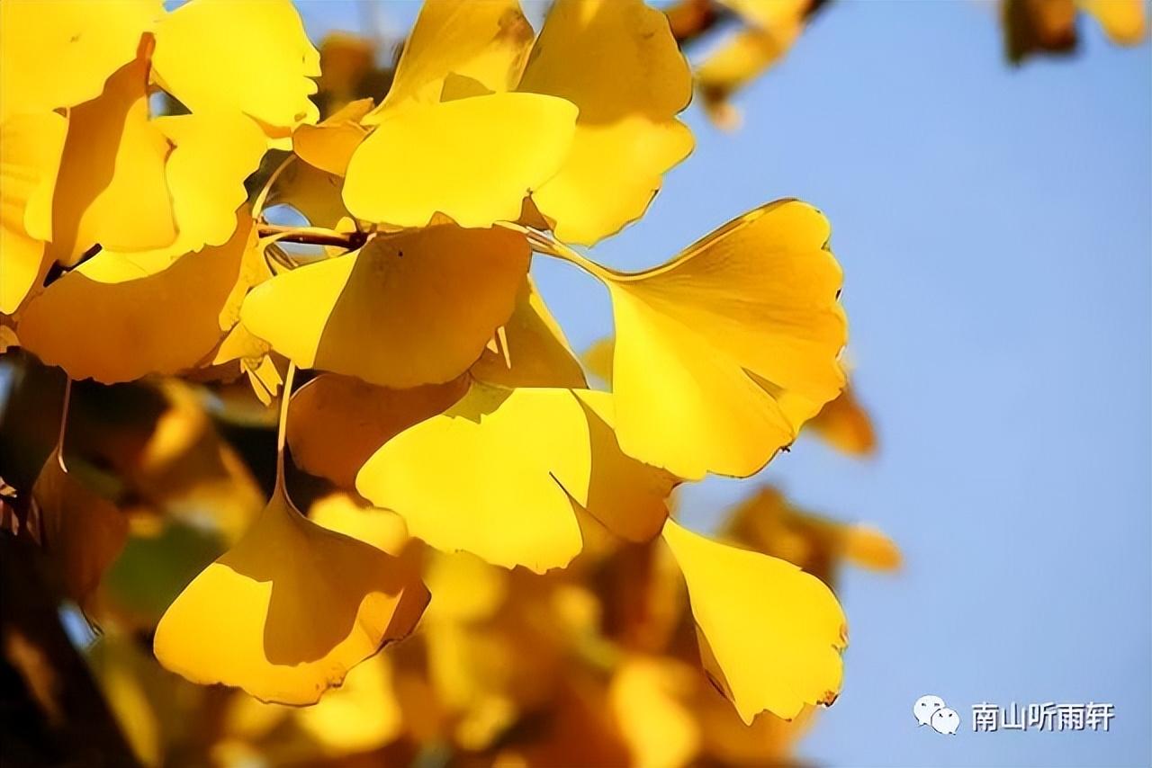 十五首有关银杏的诗词，每一首都是一幅绝美画卷，犹如冬日的童话(图4)