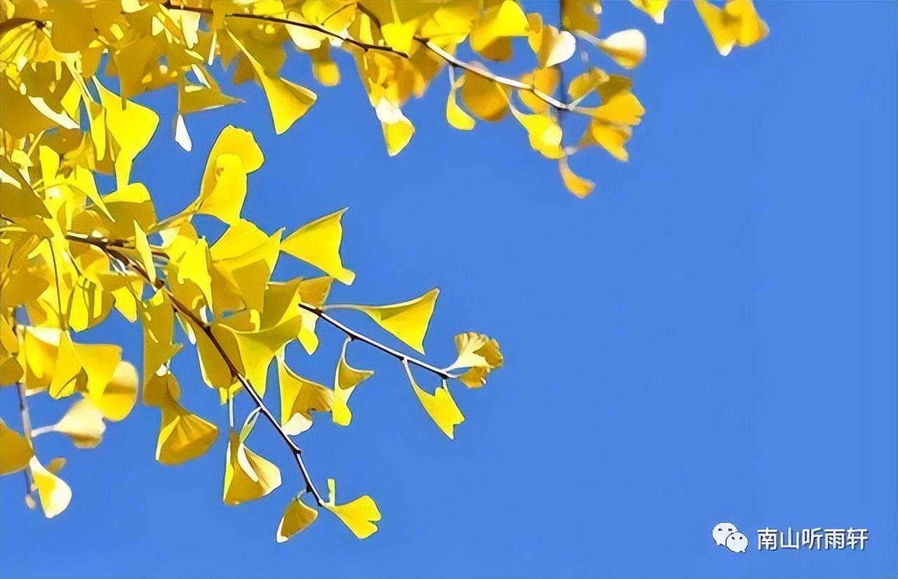 十五首有关银杏的诗词，每一首都是一幅绝美画卷，犹如冬日的童话(图5)