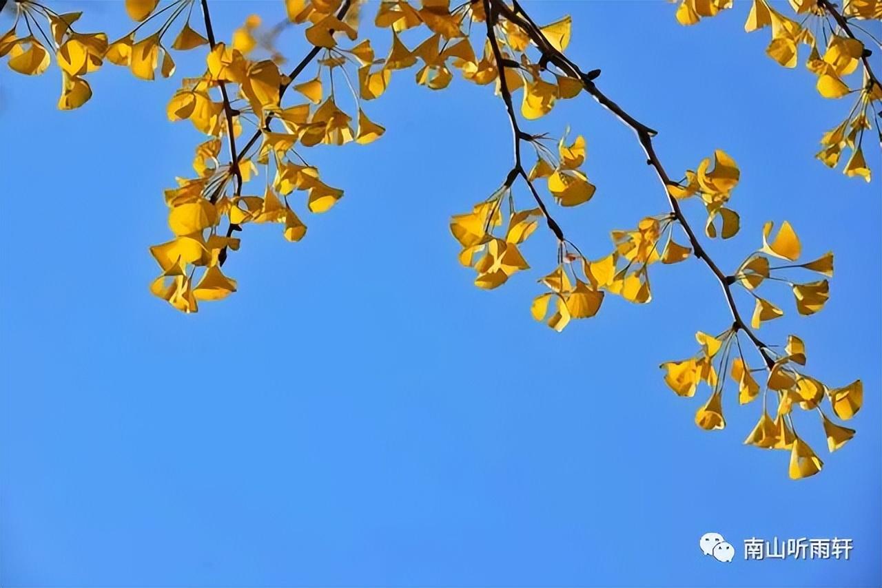 十五首有关银杏的诗词，每一首都是一幅绝美画卷，犹如冬日的童话(图6)