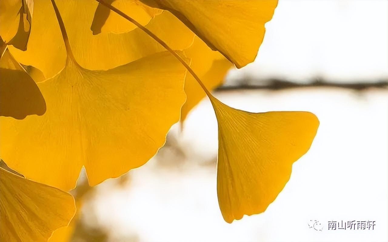 十五首有关银杏的诗词，每一首都是一幅绝美画卷，犹如冬日的童话(图8)