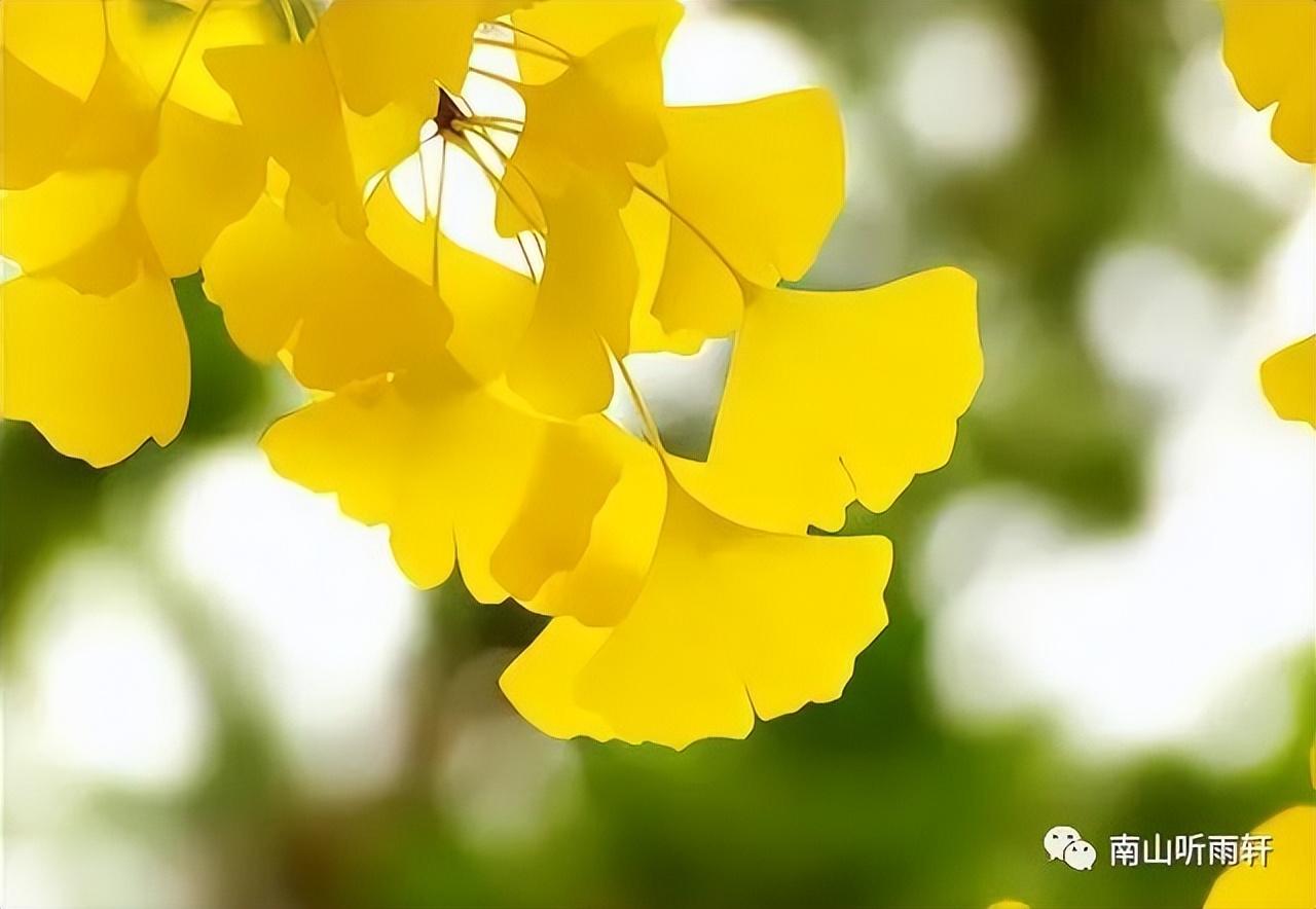 十五首有关银杏的诗词，每一首都是一幅绝美画卷，犹如冬日的童话(图9)