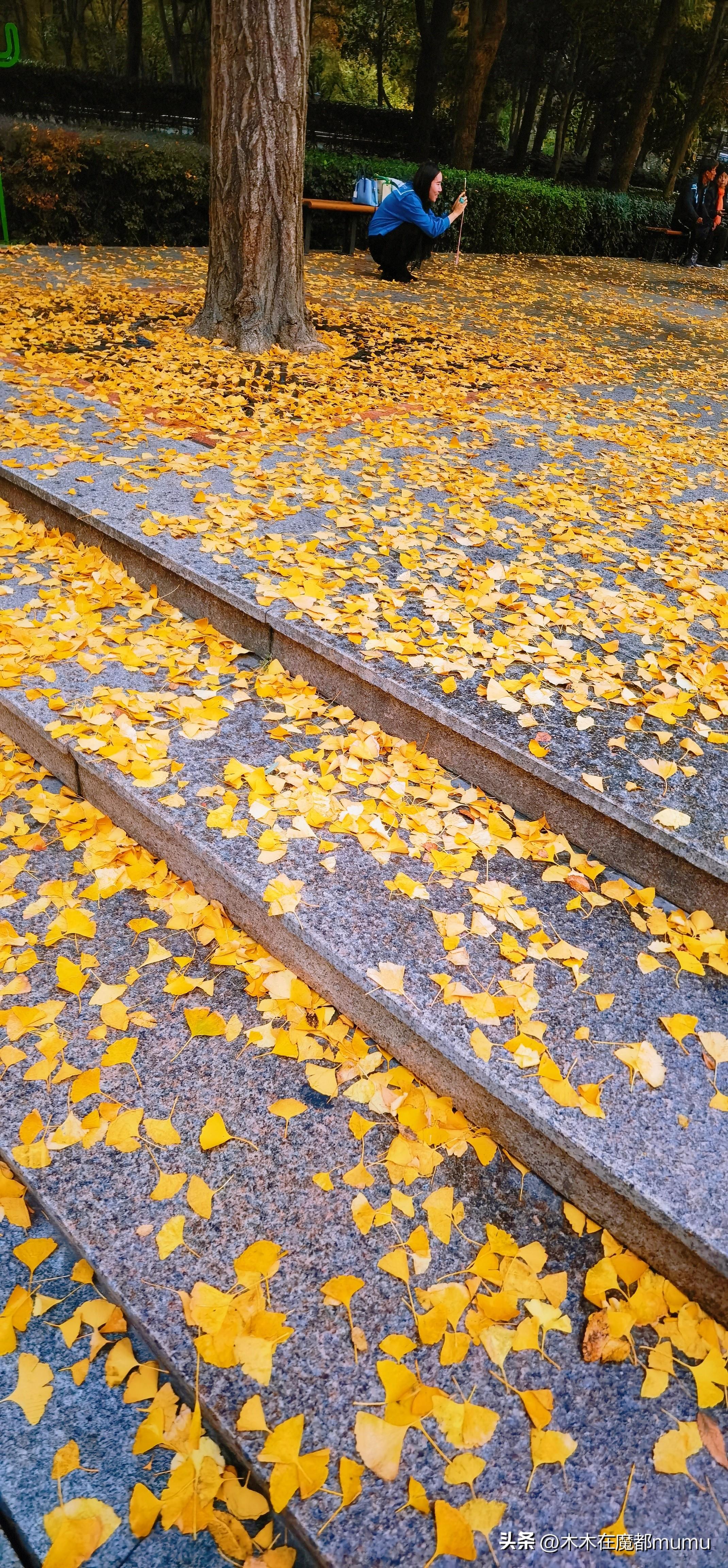 银杏，秋天最美的文案(图2)