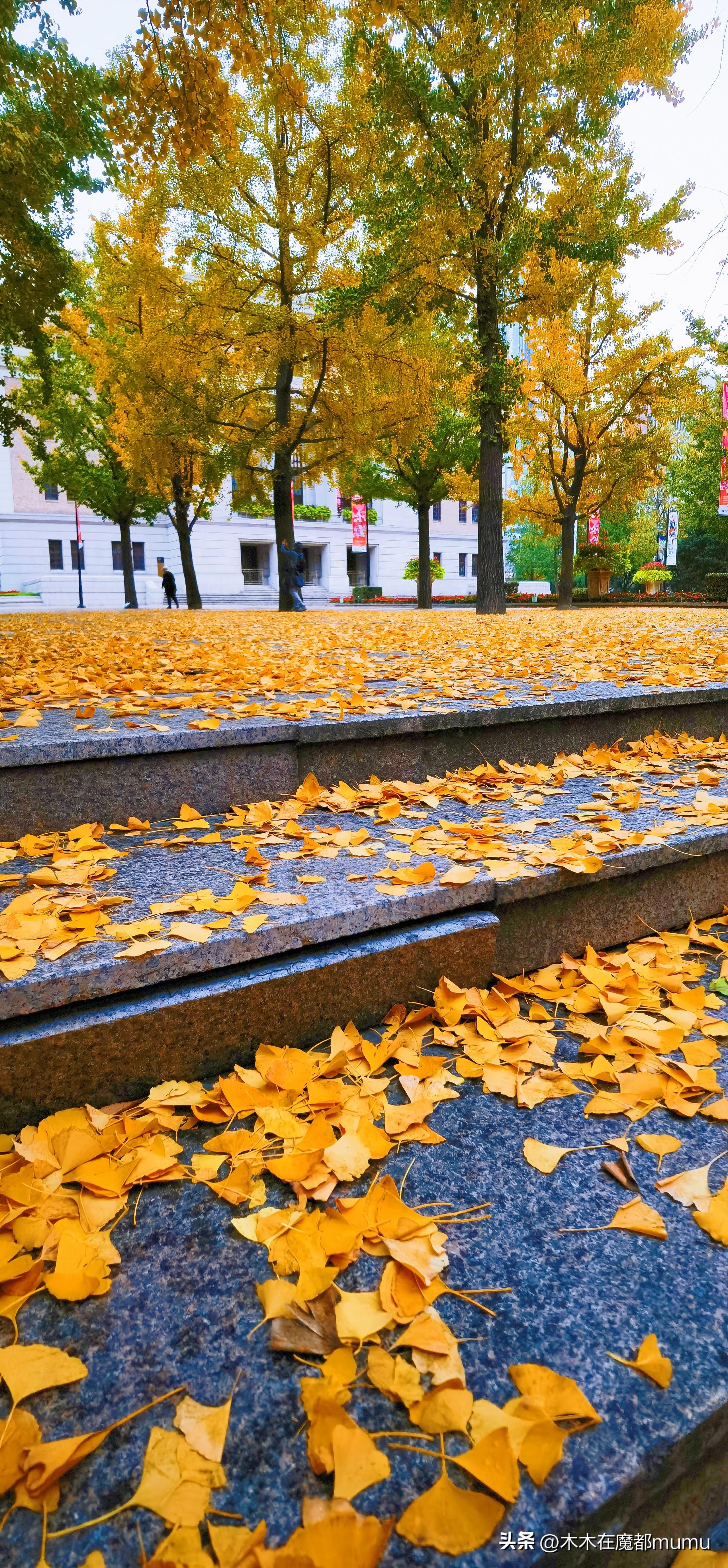 银杏，秋天最美的文案(图3)