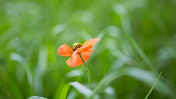 深情不及久伴，厚爱无需多言(图3)
