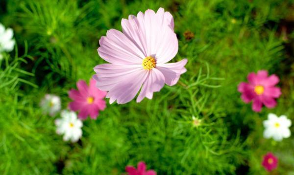 深情不及久伴，厚爱无需多言(图4)