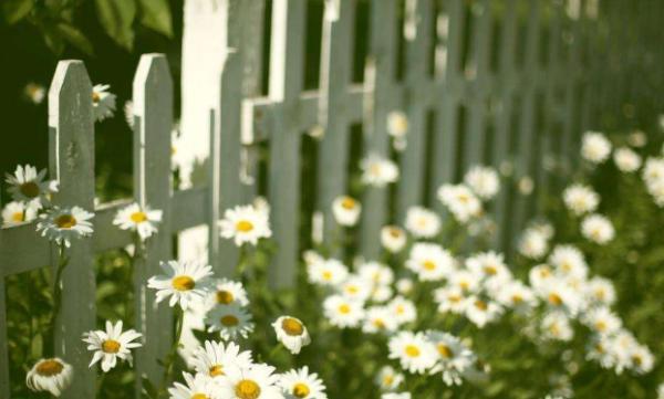 深情不及久伴，厚爱无需多言(图5)