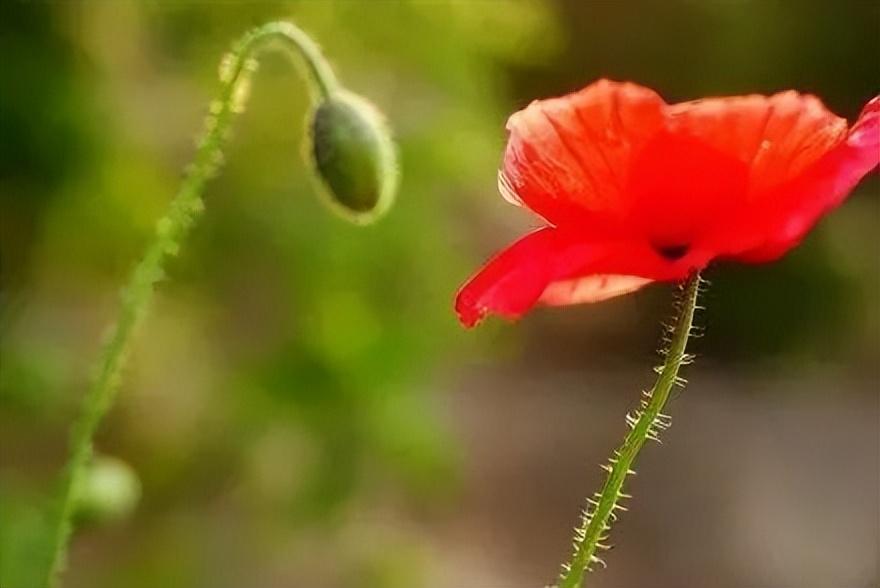 20句感动到哭的父爱，让你重新认识这个世界上最伟大的爱(图4)