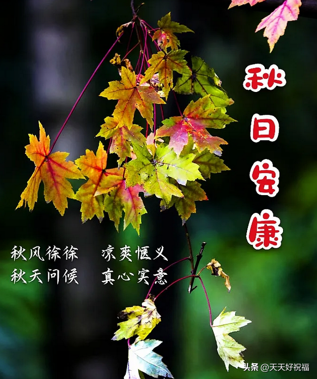 最新早上好祝福问候语，简短温馨秋天问候语句大全(图3)