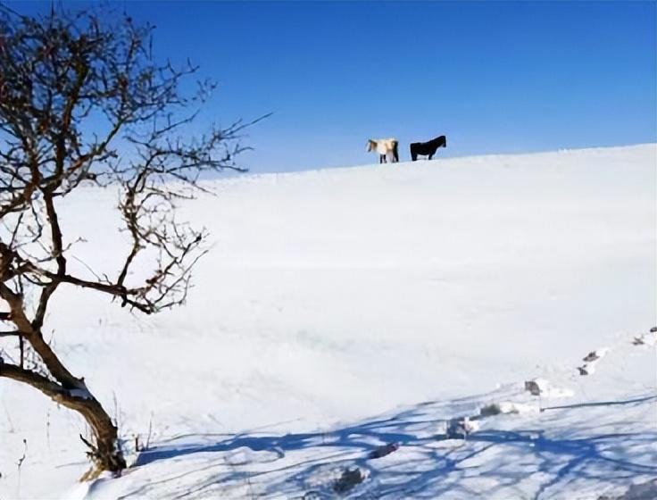 十首描写马的古诗，点开文章看看有没有你知道的(图1)