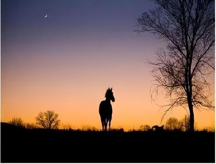 十首描写马的古诗，点开文章看看有没有你知道的(图3)