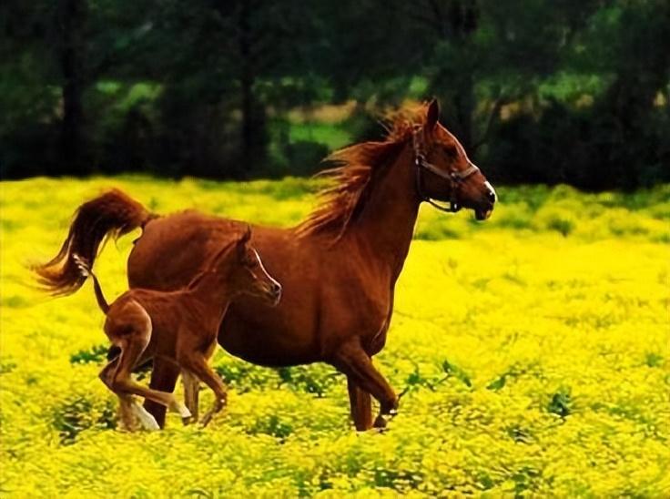 十首描写马的古诗，点开文章看看有没有你知道的(图9)