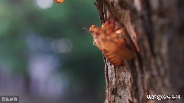 65句写马的古诗句(图1)