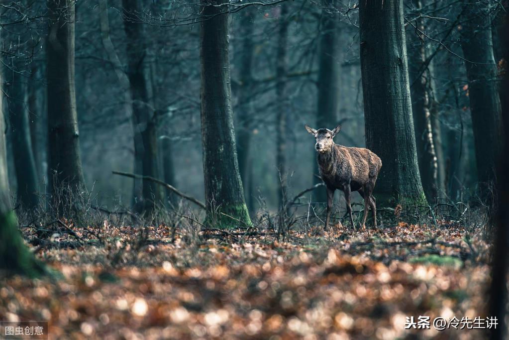 65句写马的古诗句(图2)
