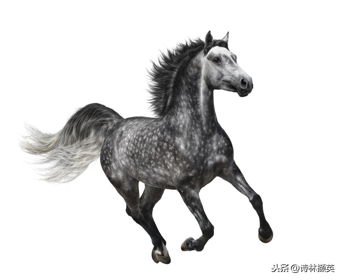 飞花令——马。射人先射马，擒贼先擒王(图6)