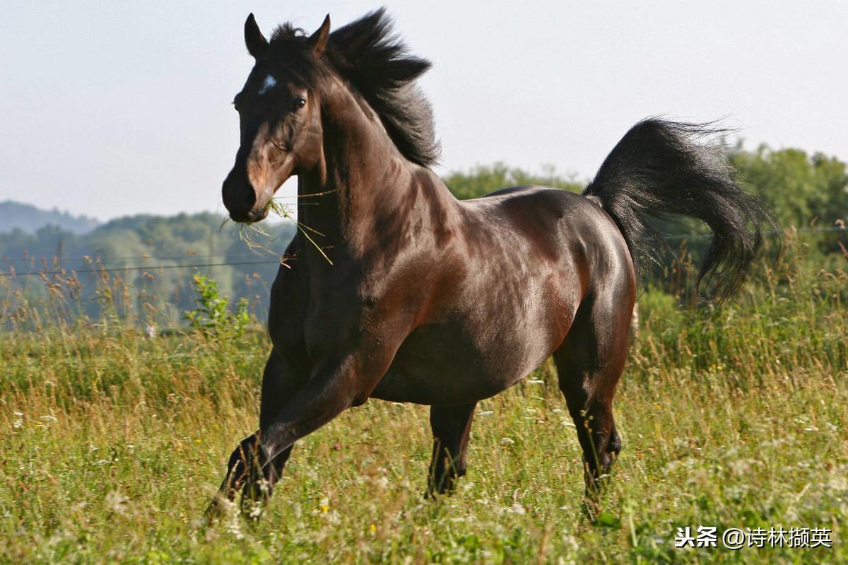 飞花令——马。射人先射马，擒贼先擒王(图13)