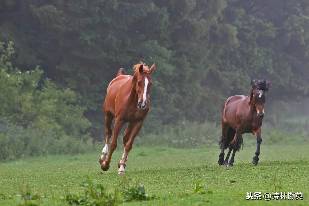 飞花令——马。射人先射马，擒贼先擒王(图14)