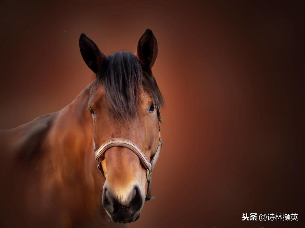 飞花令——马。射人先射马，擒贼先擒王(图15)