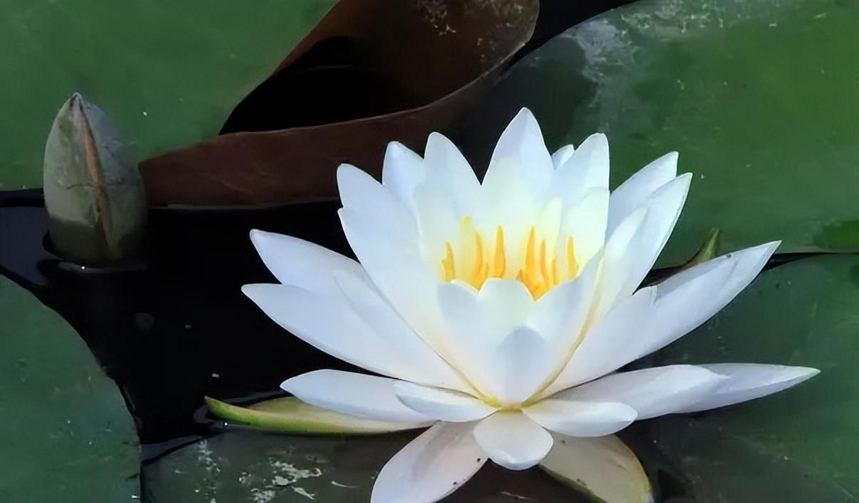 做人切莫患得患失，牢记曾国藩这16字座右铭，把握当下，百事可成(图1)