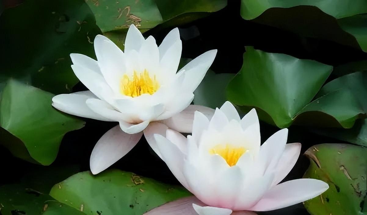 做人切莫患得患失，牢记曾国藩这16字座右铭，把握当下，百事可成(图2)