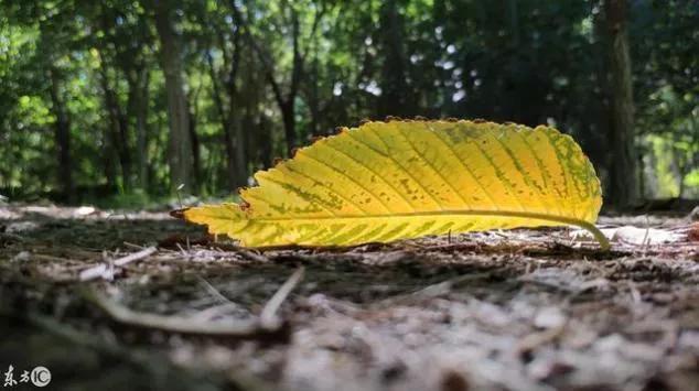 挺过困难精品句子(图3)