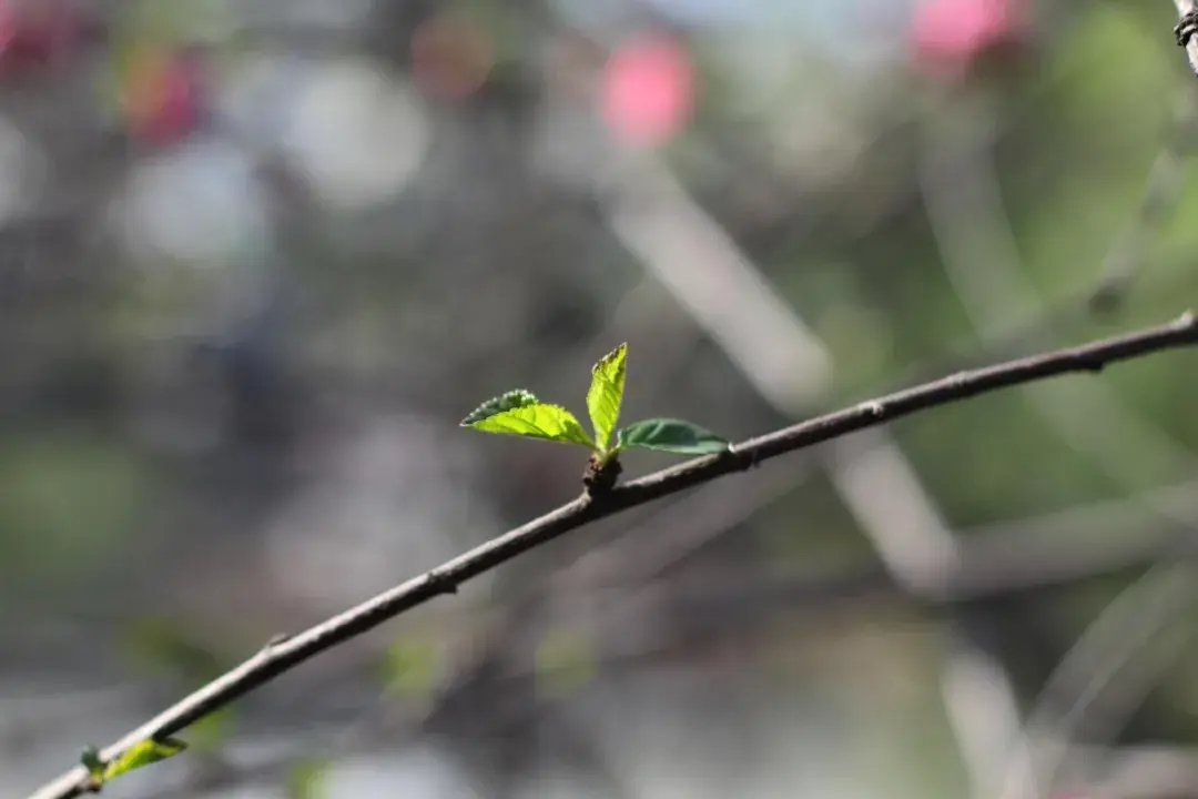 诗词丨把早晨还给自己，把自己还给时间(图1)