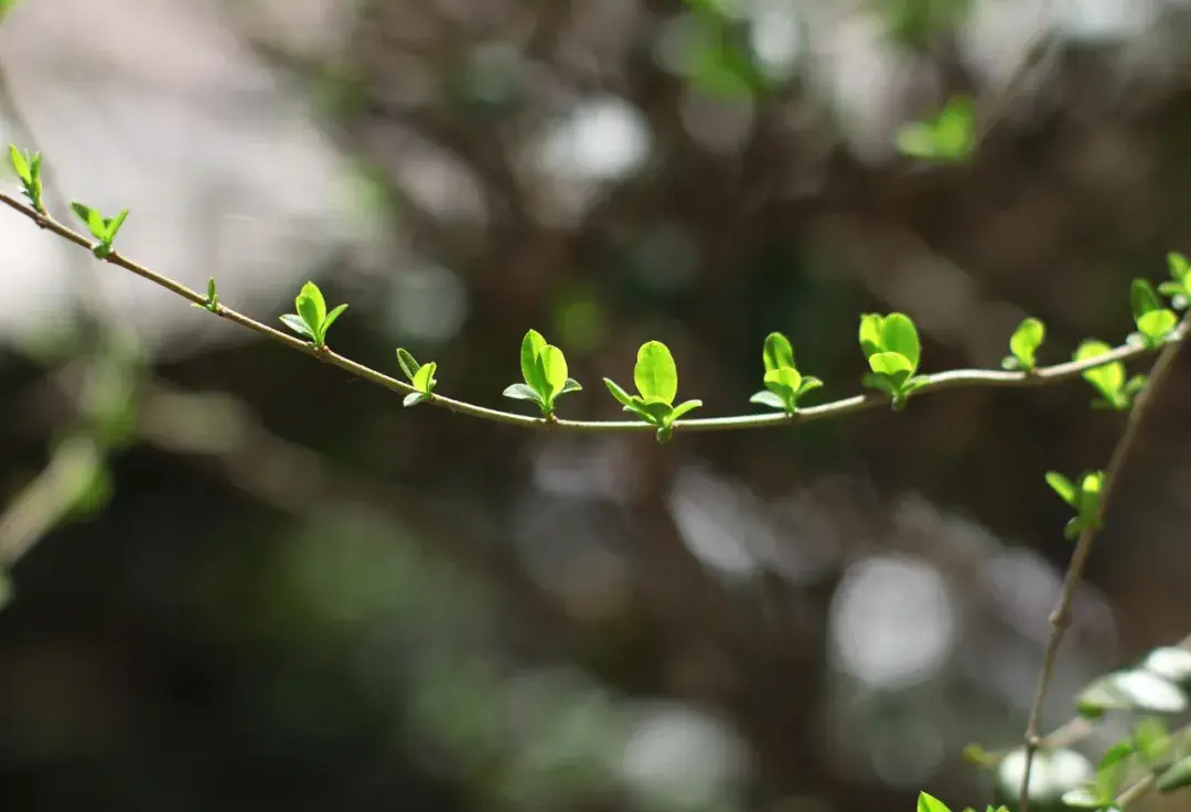 诗词丨把早晨还给自己，把自己还给时间(图3)