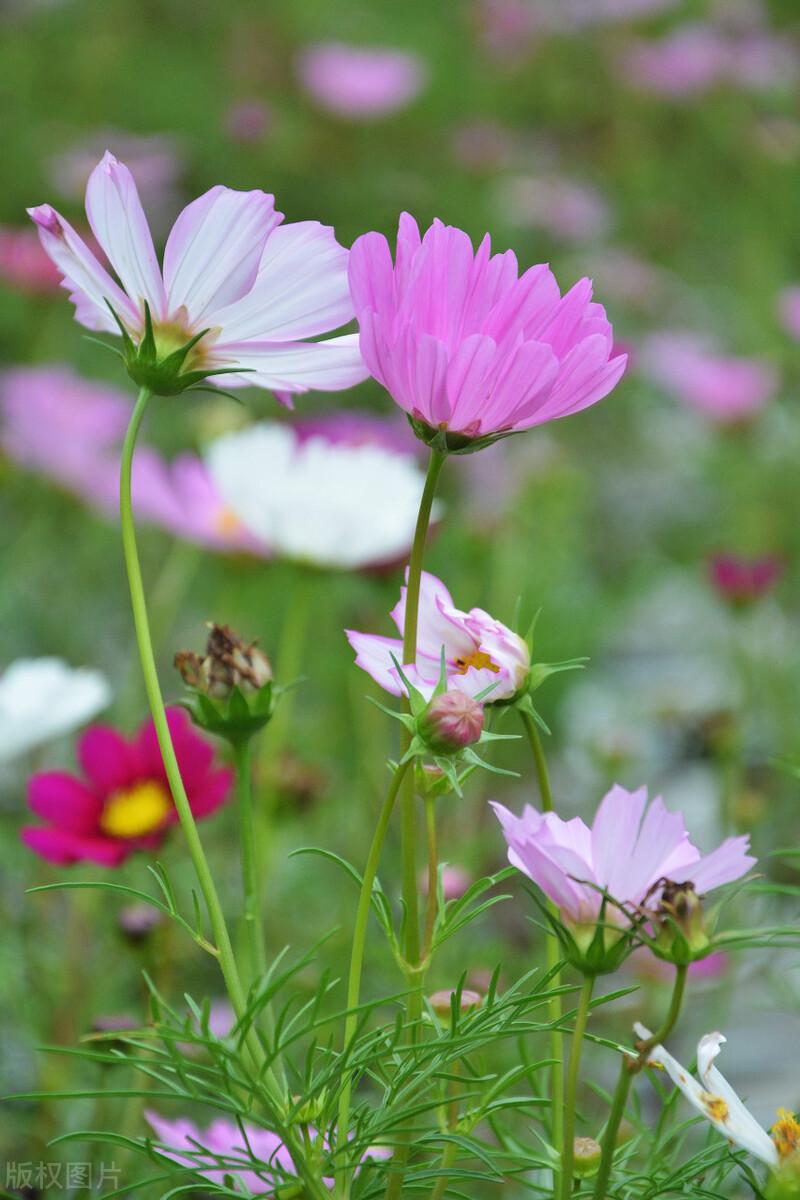 真诚相待，人心换人心，亘古不变的真理(图1)