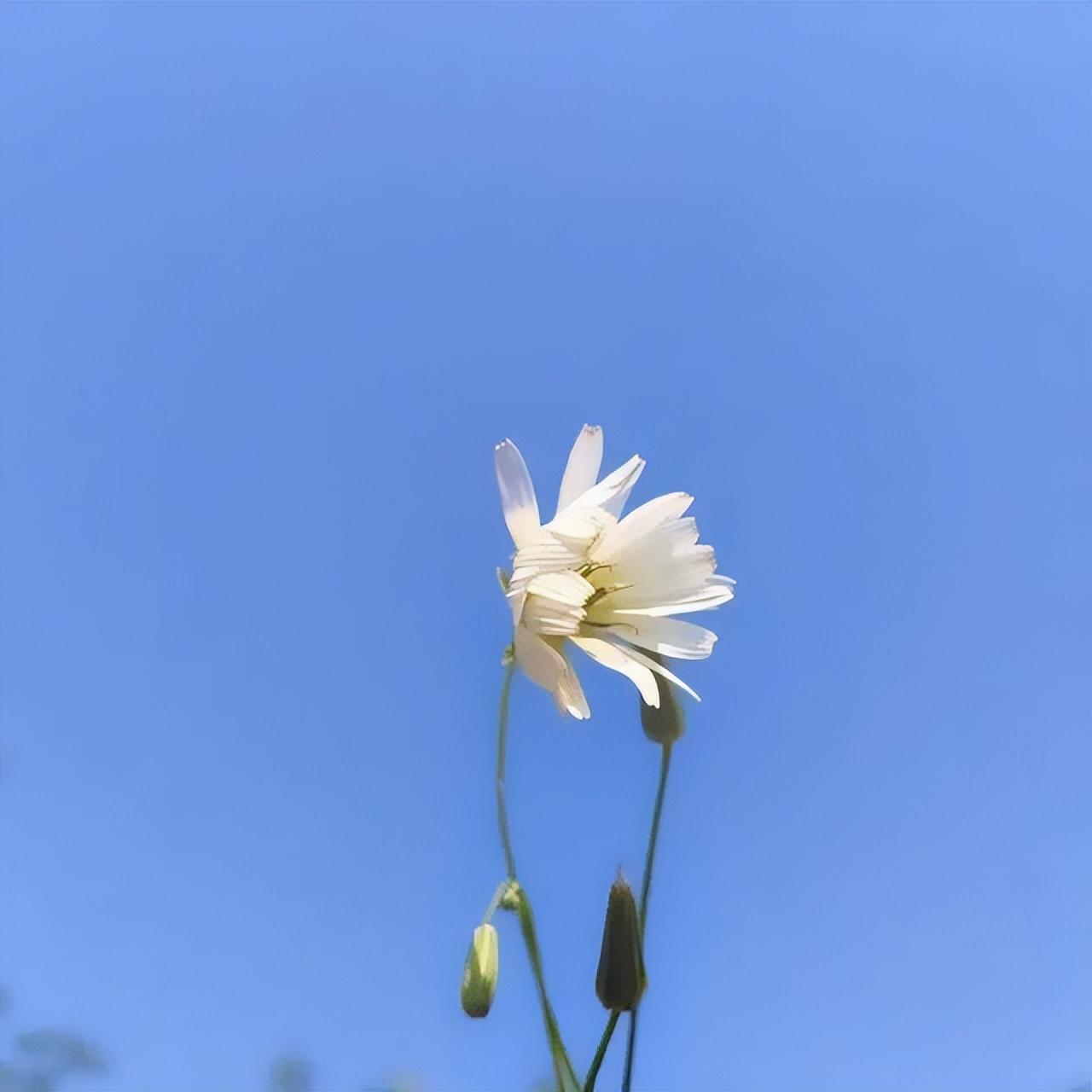 看淡一切的人生格言，句句箴言，值得收藏！(图5)